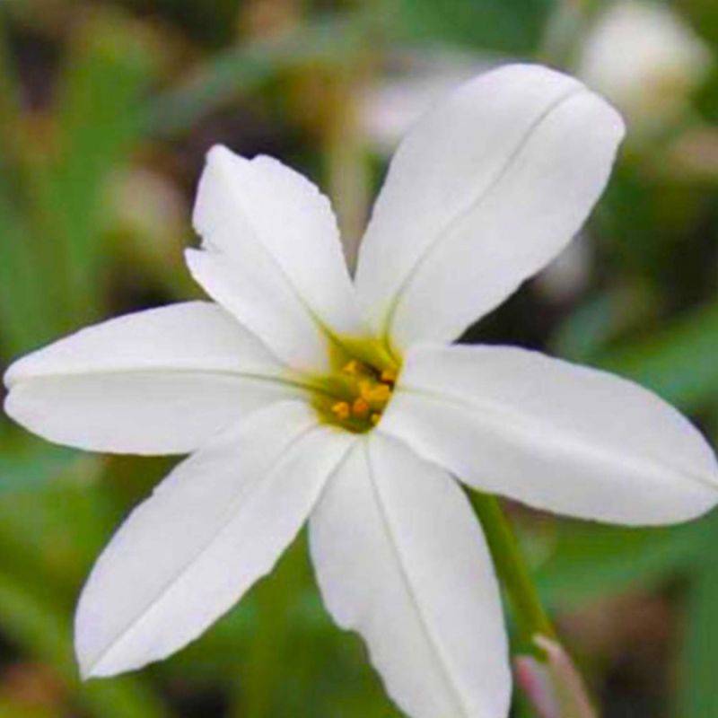 3 Étoiles de Printemps 'Alberto Castillo' (Ipheion 'Alberto Castillo') - Lot de 3 vivaces - Pépinières Naudet