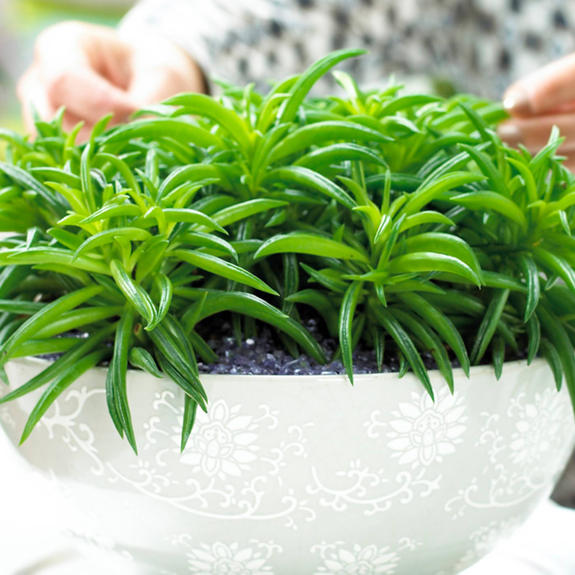 Gardenersdream - 1 Peperomia Happy Bean | Plante En Pot Semi-Succulente À Feuilles Persistantes | 15-25 Cm - GardenersDream - Image 1