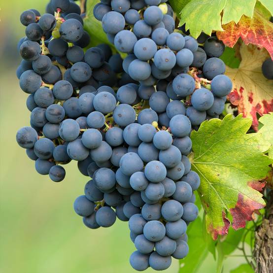 Vigne Regent - Vitis vinifera Pot de 2L/3L