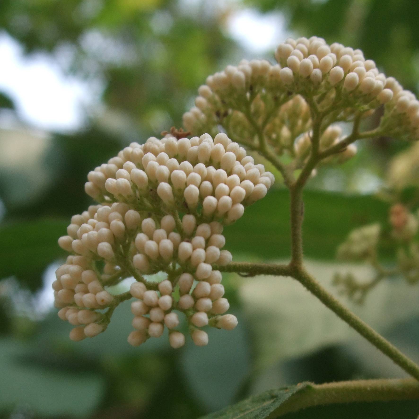 Callicarpa japonica Leucocarpa Pot de 2L/3L - Image 1