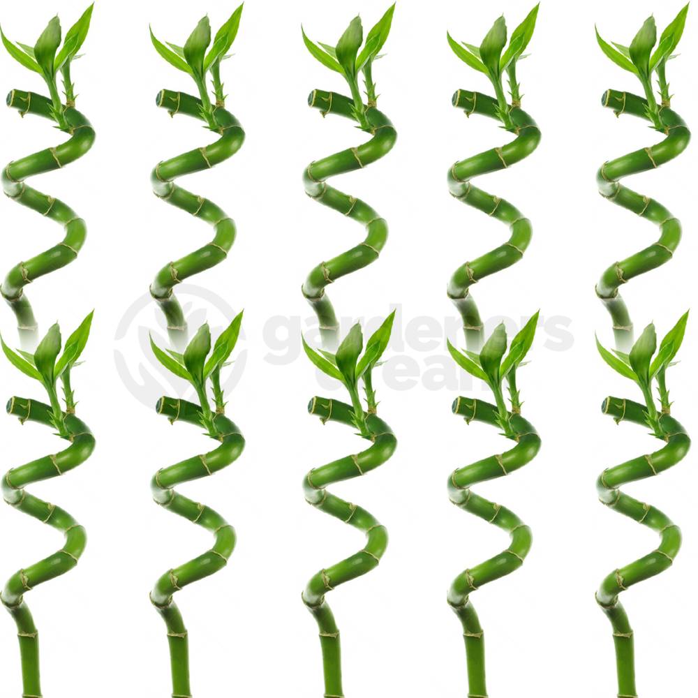Gardenersdream - Lucky Bambou 40 Cm - 10 Tiges Spiralées - Plante D'Intérieur En Pot Rebord De Fenêtre - GardenersDream - Image 2