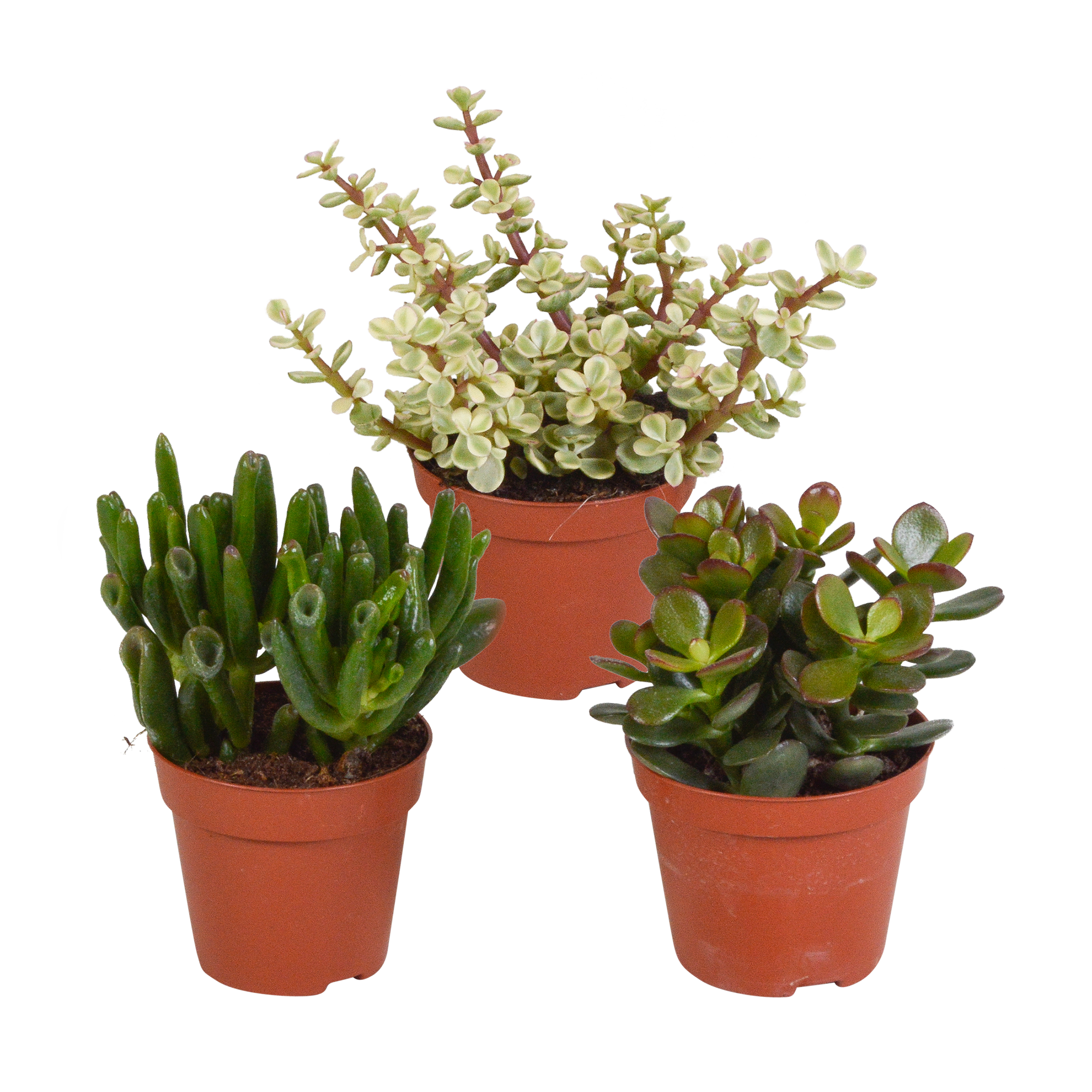 3x Mélange de crassulas - sans pot - Ø8,5cm - ↕18cm - Plantes d’intérieur - Image 1