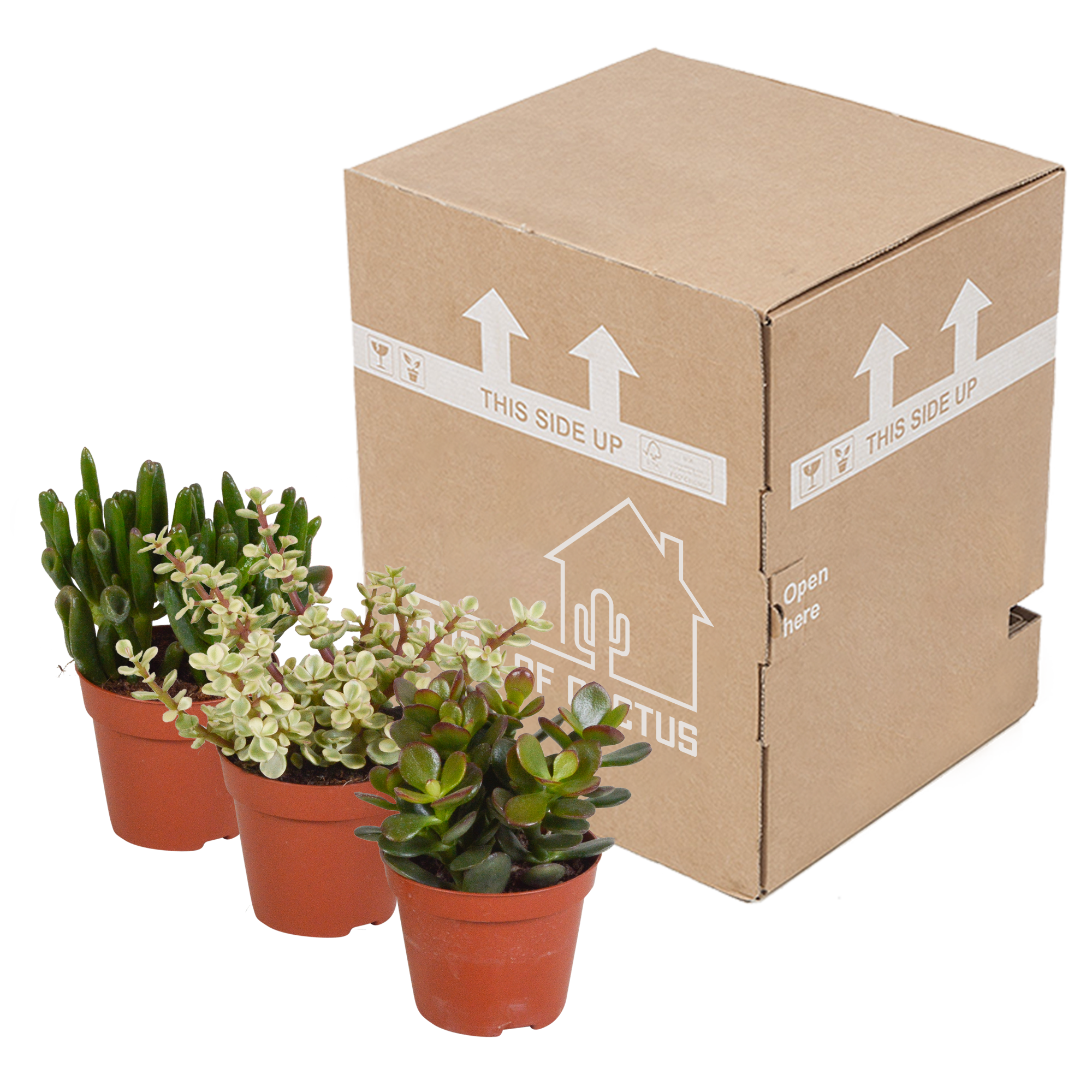 3x Mélange de crassulas - sans pot - Ø8,5cm - ↕18cm - Plantes d’intérieur - Image 3