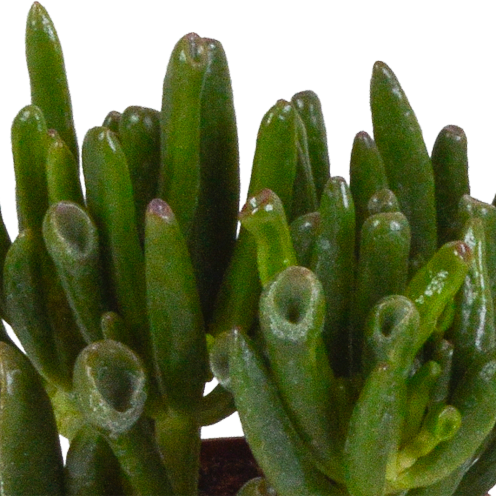 3x Mélange de crassulas - sans pot - Ø8,5cm - ↕18cm - Plantes d’intérieur - Image 4