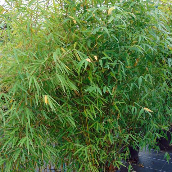 Promesse de Fleurs - Fargesia robusta Campbell - Bambou non traçant Pot de 3L/4L - Image 1