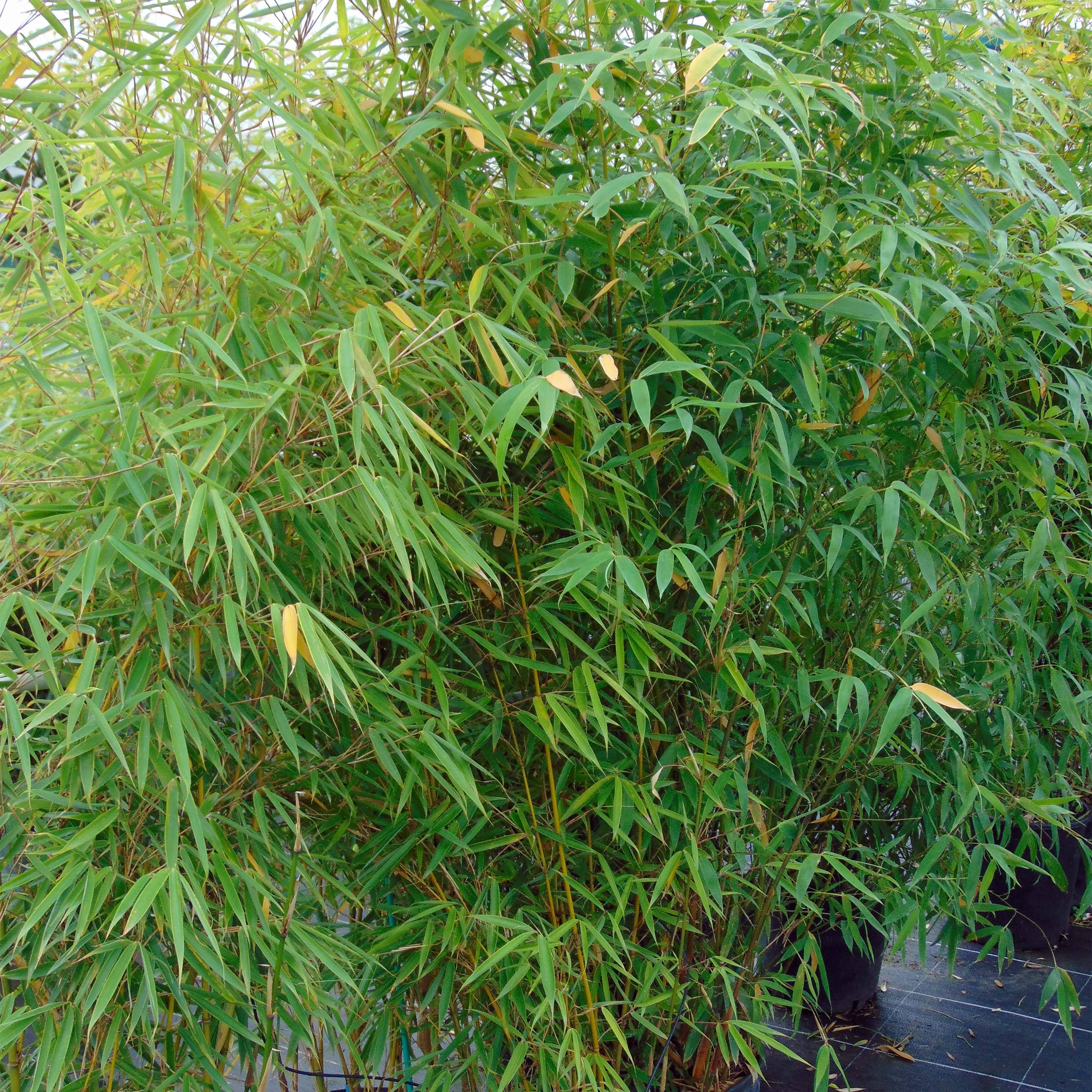 Promesse de Fleurs - Fargesia robusta Campbell - Bambou non traçant Pot de 3L/4L - Image 1