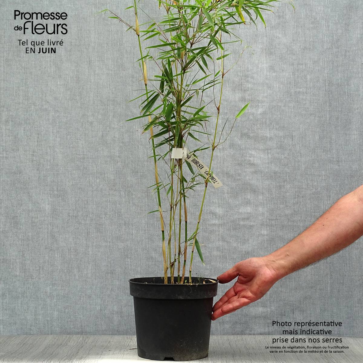 Promesse de Fleurs - Fargesia robusta Campbell - Bambou non traçant Pot de 3L/4L - Image 2