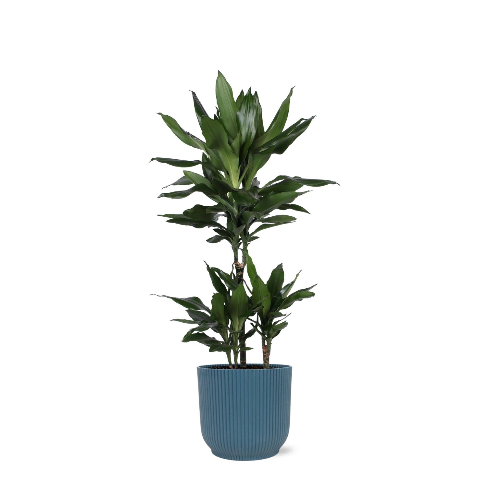 La Green Touch - Dracaena Janet Lind et son pot- La Green Touch Relief Bleu - Hauteur 90cm