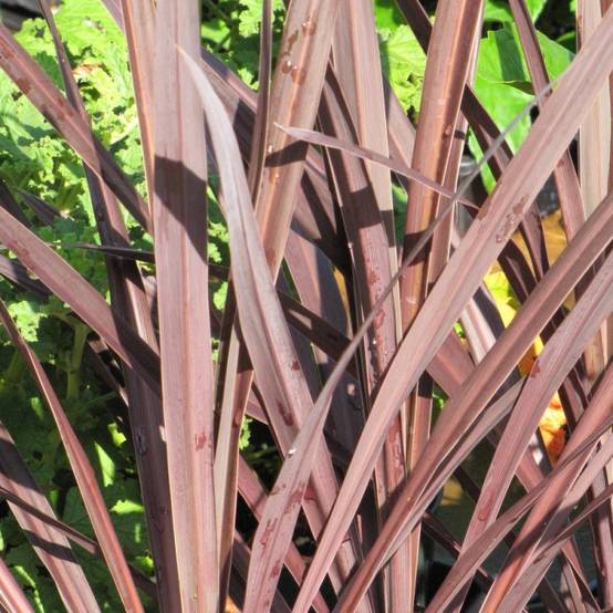 Cordyline australe Purpurea - Pot de 4L - 40/60 cm - Image 1