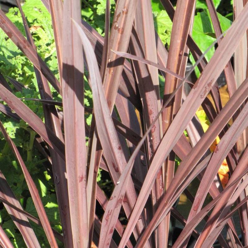 Cordyline australe Purpurea - Pot de 4L - 40/60 cm - Image 1