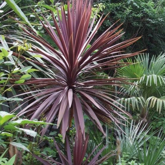Cordyline australe Purpurea - Pot de 4L - 40/60 cm - Image 3