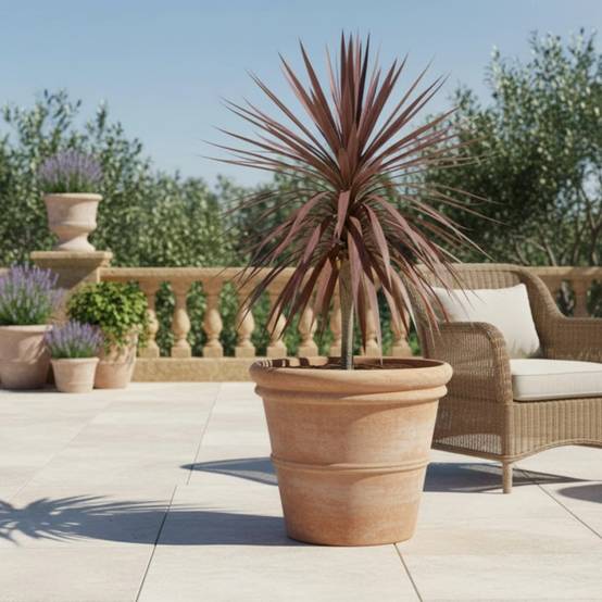 Cordyline australe Purpurea - Pot de 4L - 40/60 cm - Image 4