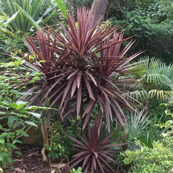 Cordyline australe Purpurea - Pot de 4L - 40/60 cm - Image 2