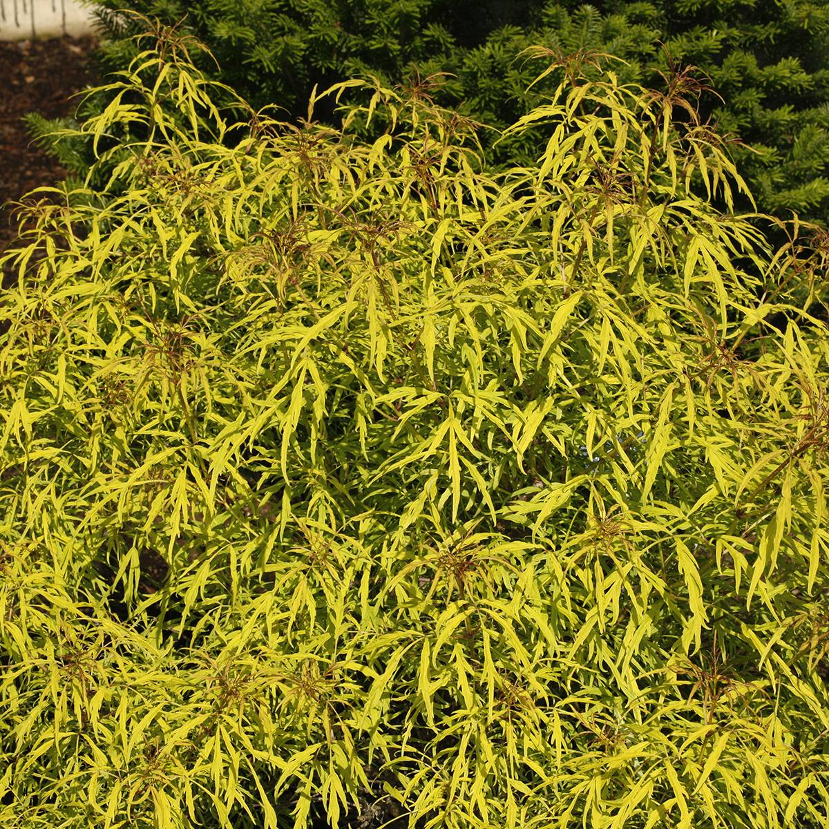 Promesse de Fleurs - Sureau à grappes - Sambucus racemosa Goldenlocks Pot de 4L/5L