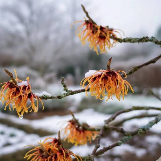 Hamamélis Orange Beauty, Noisetier de Sorcière à fleurs Orange - feuillage Caduc - Pot de 4L - 40/60 cm- hauteur à maturité De 2,50 m à 3,00 m - Image 7
