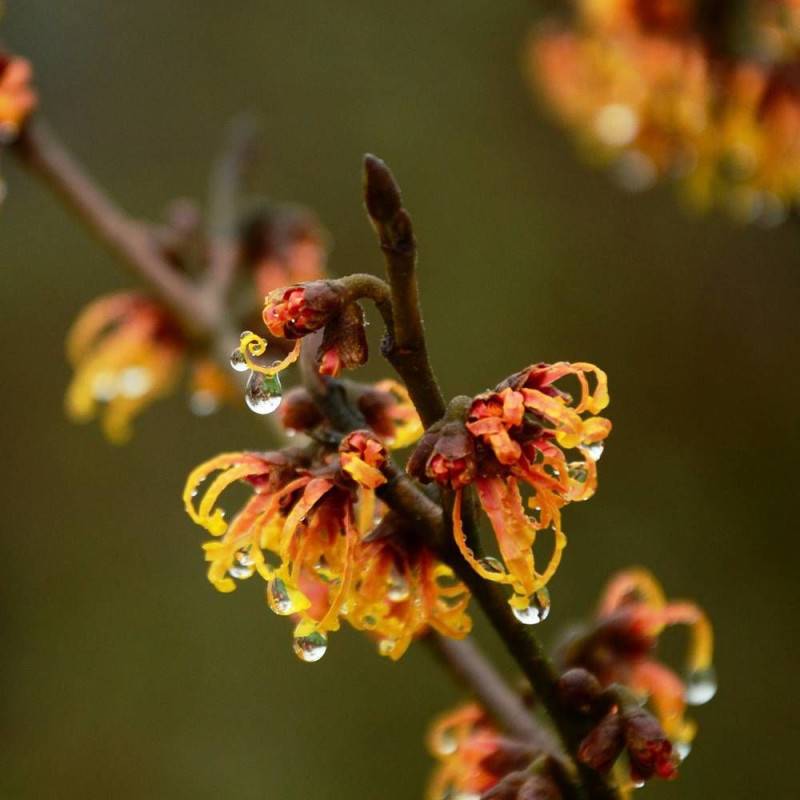 Hamamélis Orange Beauty, Noisetier de Sorcière à fleurs Orange - feuillage Caduc - Pot de 4L - 40/60 cm-  hauteur à maturité De 2,50 m à 3,00 m