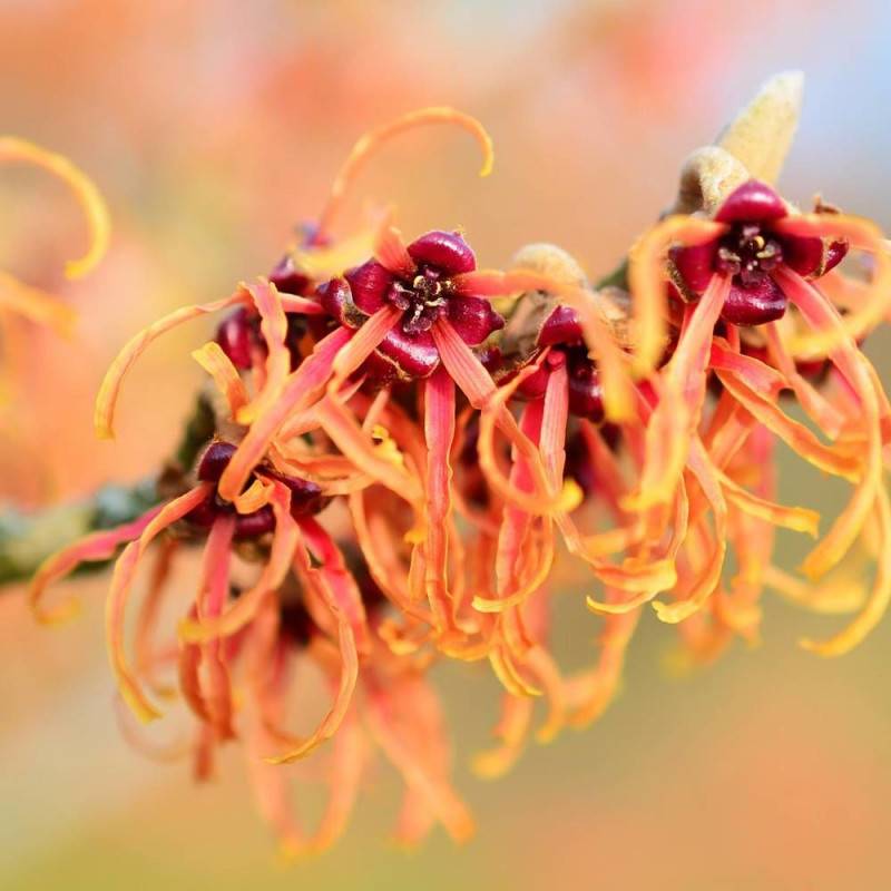 Hamamélis Orange Beauty, Noisetier de Sorcière à fleurs Orange - feuillage Caduc - Pot de 4L - 40/60 cm-  hauteur à maturité De 2,50 m à 3,00 m - Image 5