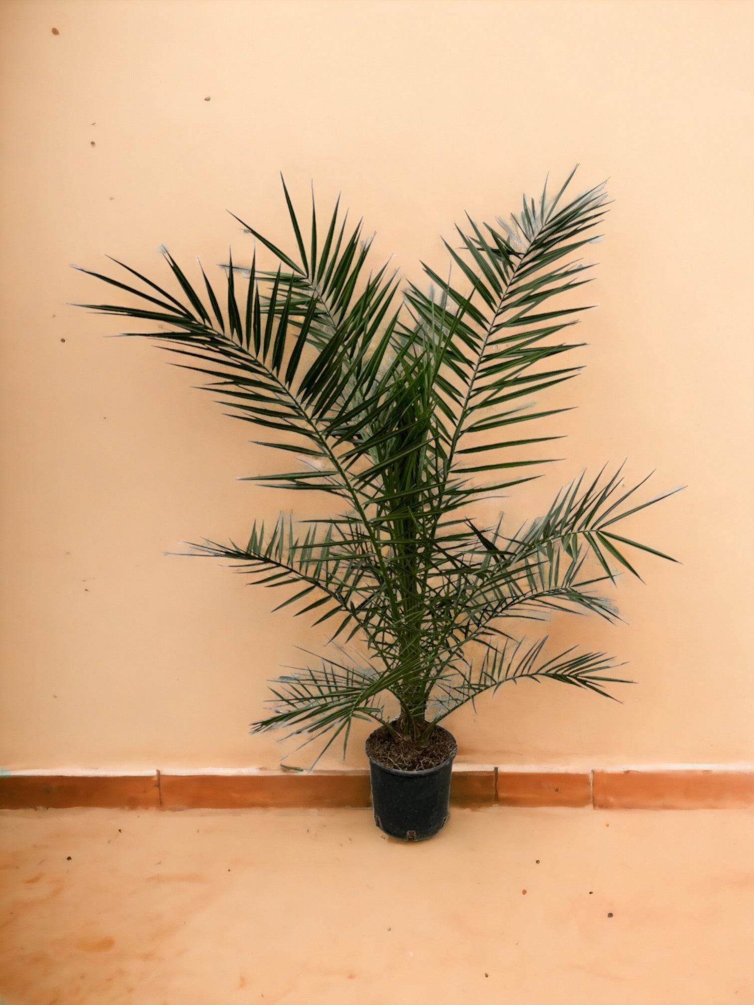 Phoenix Canariensis 160cm - Plante d'intérieur- La Green Touch - Image 3