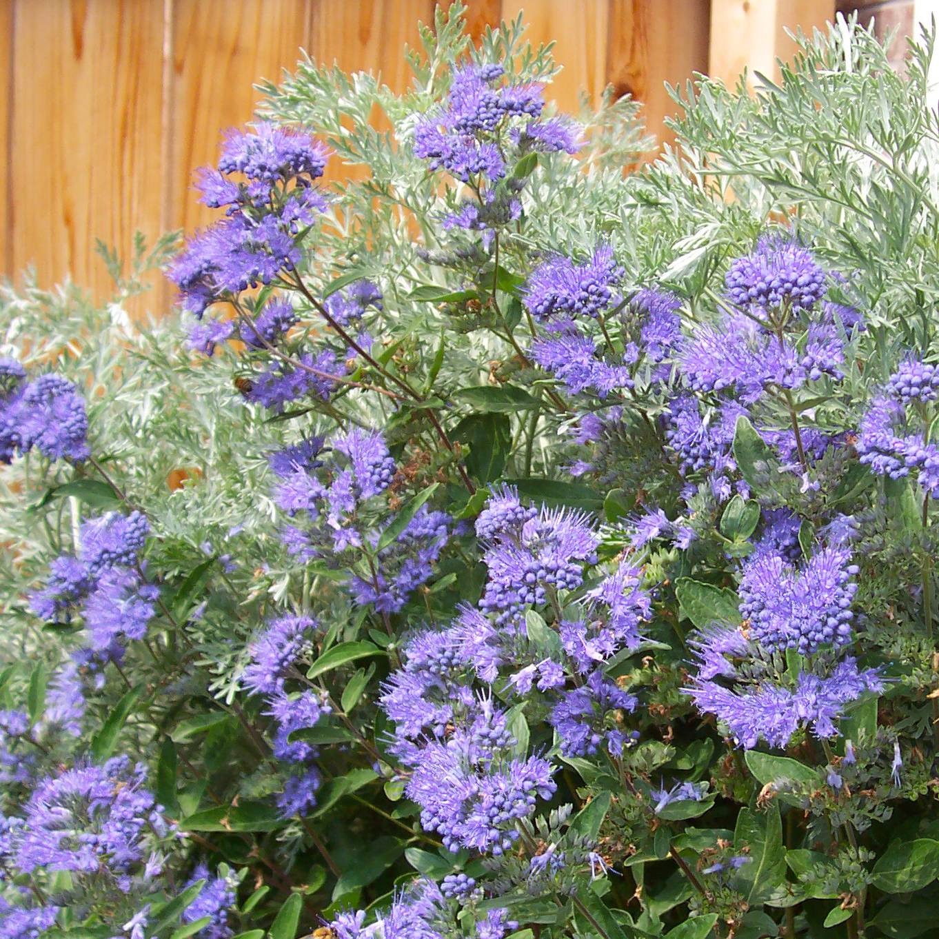 Promesse de Fleurs - Caryopteris clandonensis Heavenly Blue - Spirée bleue Godet de 8/9 cm - Image 1