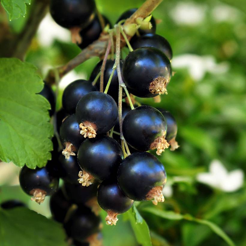 Cassissier Black'n Red Premiere - Ribes nigrum Pot de 1,5L/2L, Buisson