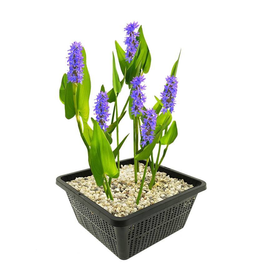 0 - Pontédérie Plante Bassin - Rustique - Biologique - Pépinière - Image 1