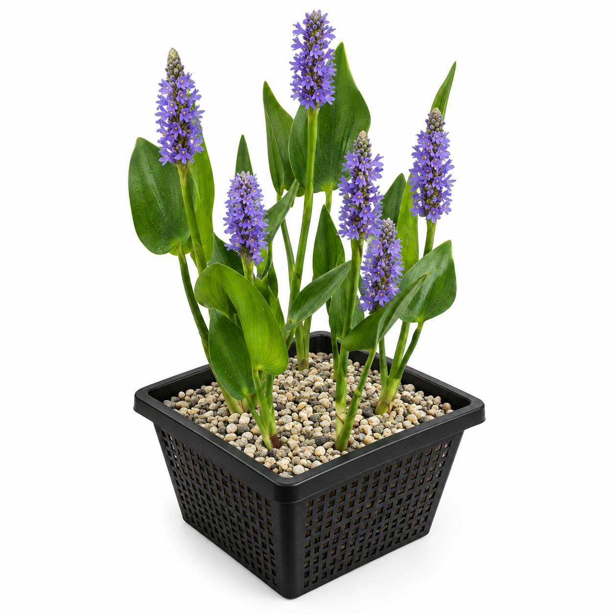 0 - Pontédérie Pontederia Cordata Plante Bassin - Set 4 Plantes avec Panier Substrat - Image 1