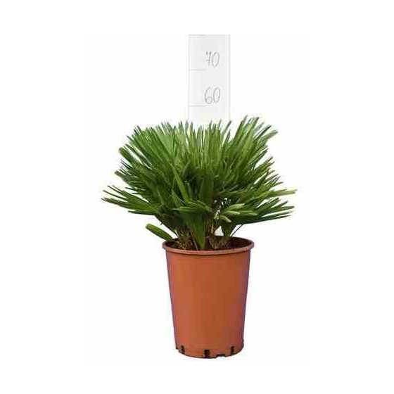 Sans Marque - Chamaerops humilis var. cerifera (Palmier doum bleu) Pot de 180L 150/175cm - Image 1