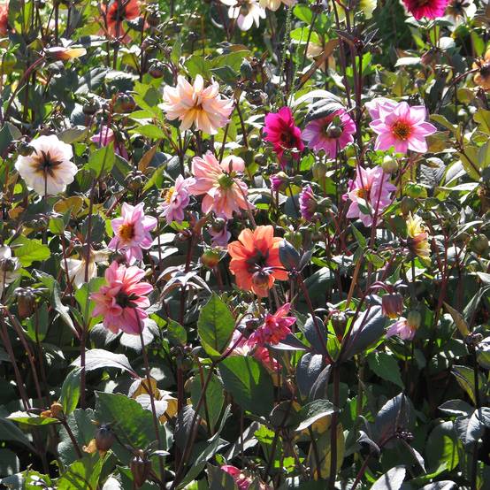Promesse de Fleurs - Graines de Dahlia Redskin Sachet de 0.5g