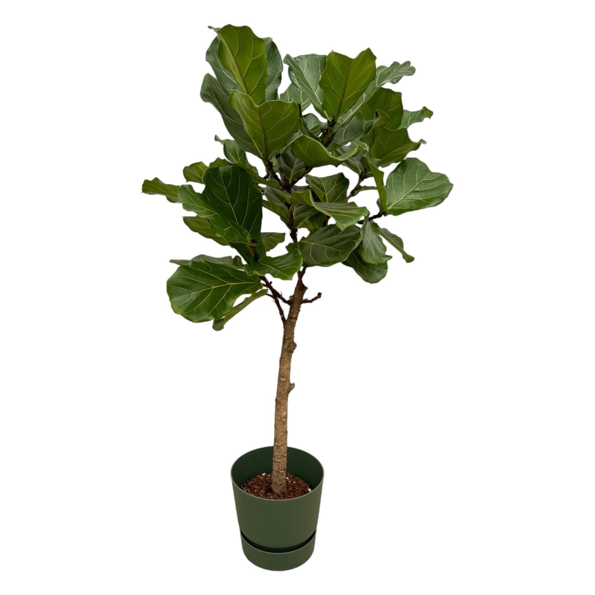 La Green Touch - Ficus Lyrata et son pot- La Green Touch Vert + Reservoir - Hauteur 160cm