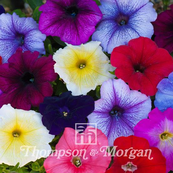 Graines de Pétunia Grandiflora T&Ms Global Hybrids F1 le sachet de 50 graines environ
