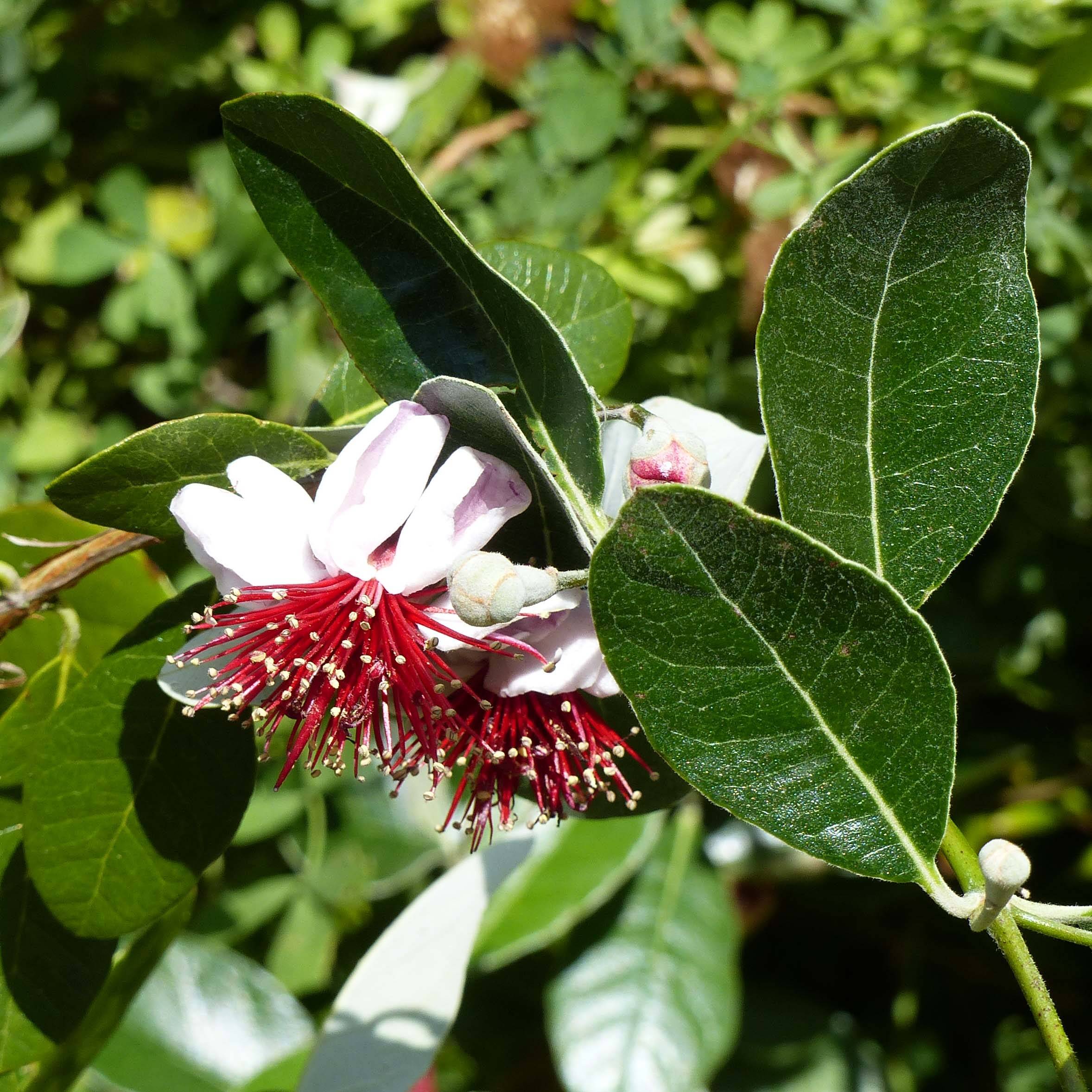 Promesse de Fleurs - Acca sellowiana Coolidge  - Goyavier du Brésil autofertile Pot de 4L/5L