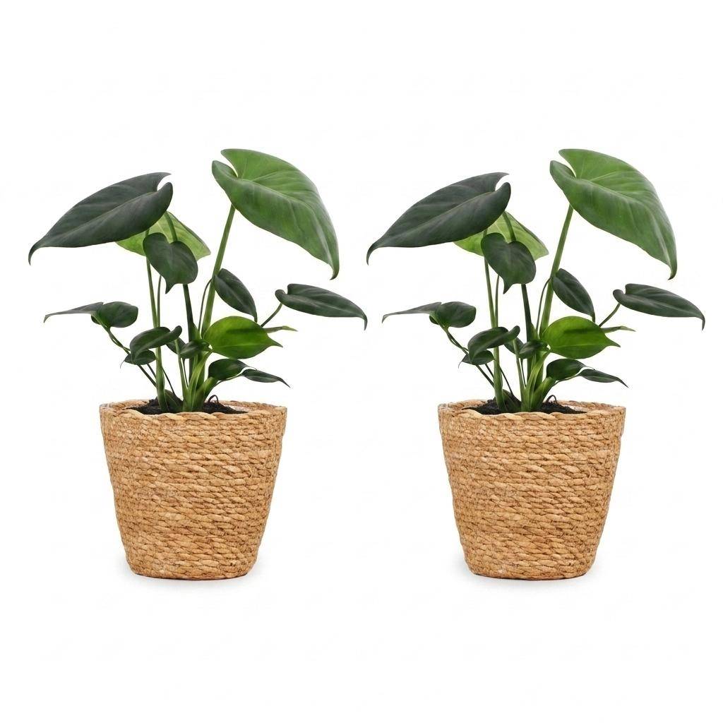 Monstera Deliciosa - Pot de 12cm - 2 plantes - Panier - Plantes d'intérieur - Image 2