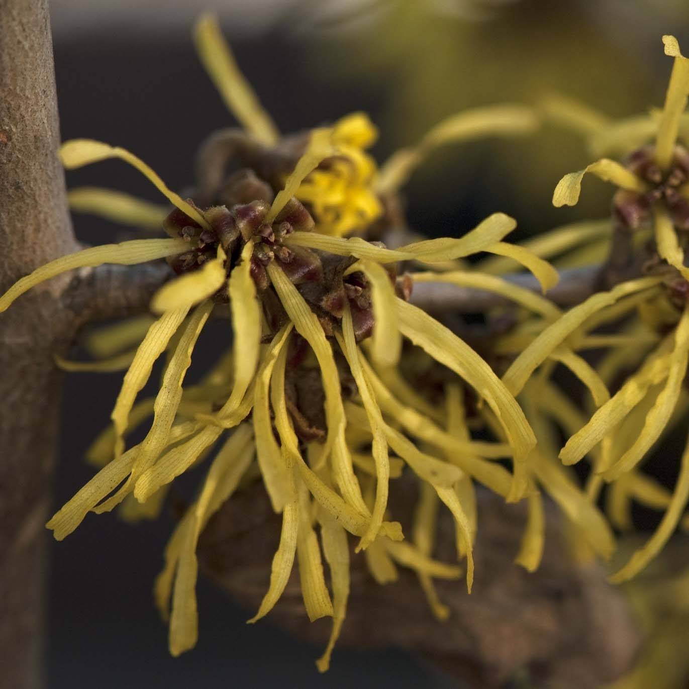 Promesse de Fleurs - Hamamelis (x) intermedia Westerstede - Noisetier de sorcière Pot de 3L/4L