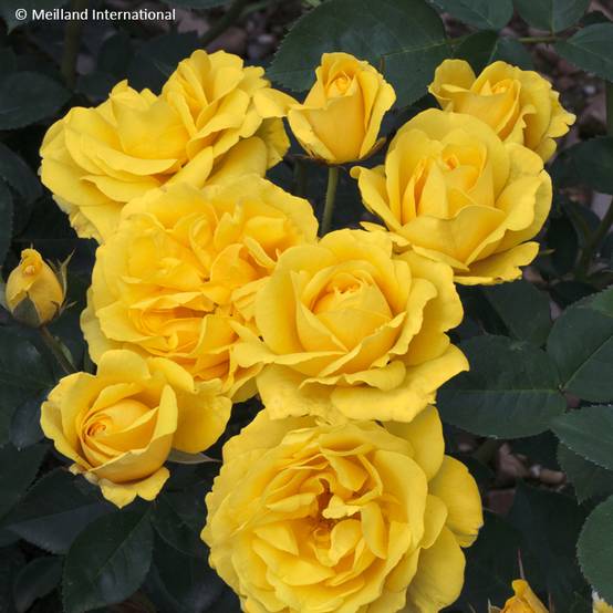 Rosier à fleurs groupées Carte d'Or Pot de 4L/5L