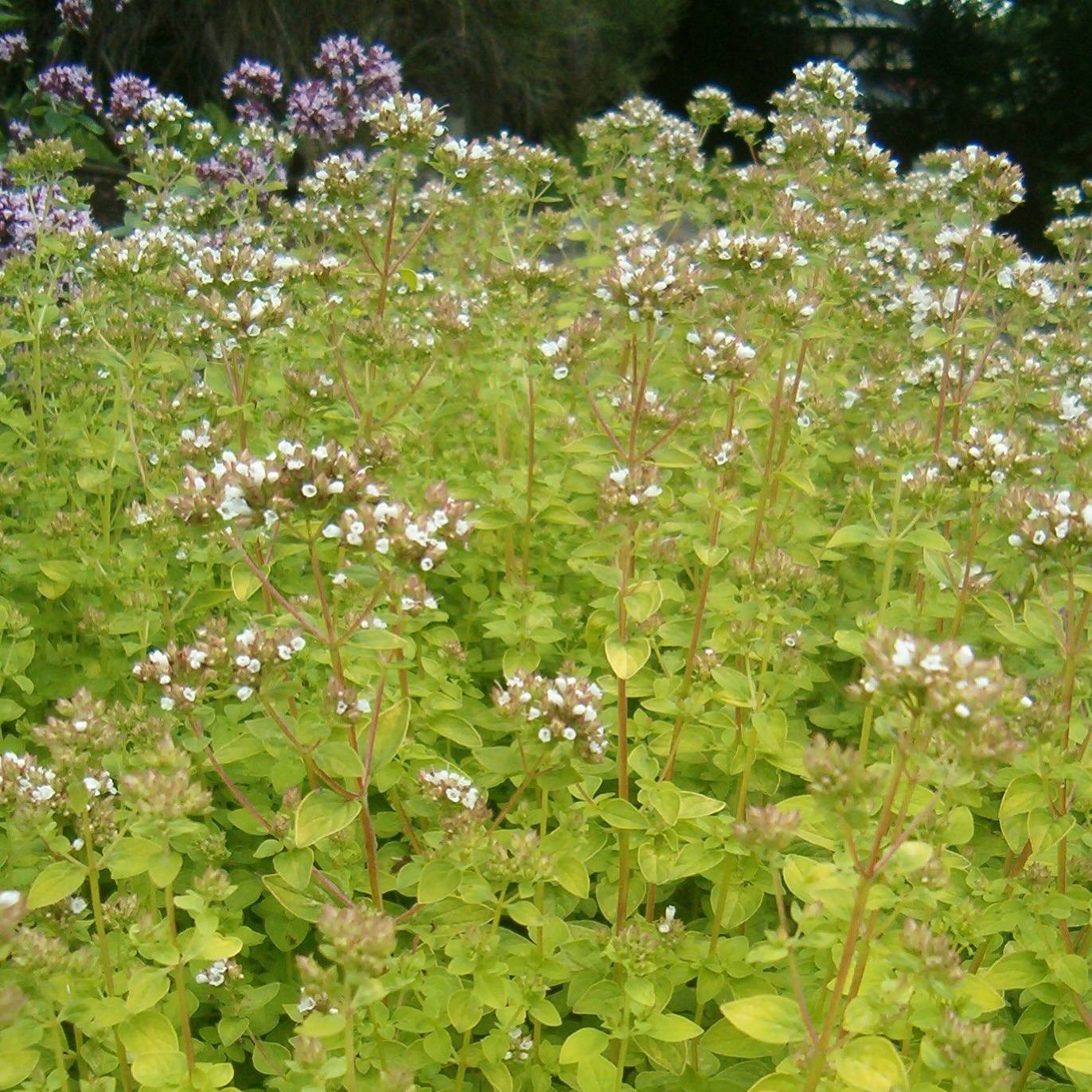 Origan doré - Origanum vulgare Aureum Godet de 7/8 cm