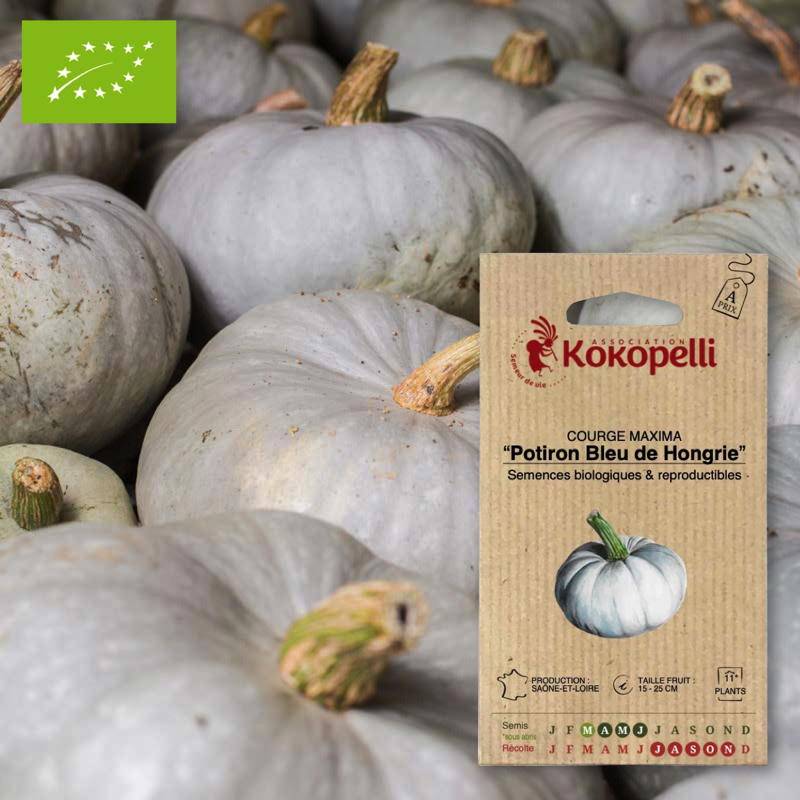 Courge Maxima Potiron Bleu de Hongrie- Graines bio à semer - Image 1