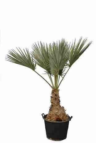 0 - Brahea sp. Super Silver Pot de 80L tronc 50/60 total 170/190cm