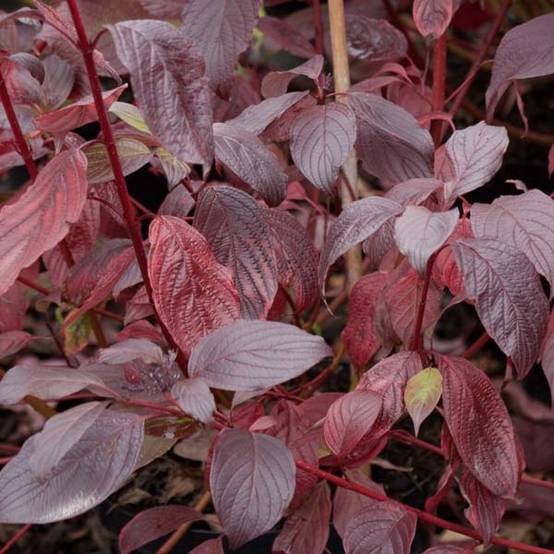 Promesse de Fleurs - Cornus alba Siberian Pearls - Cornouiller blanc à bois rouge Godet de 8/9 cm