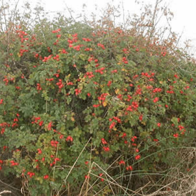 Rosier rouillé (Rosa rubiginosa) - Godet - Taille 20/40cm - Pépinières Naudet - Image 2