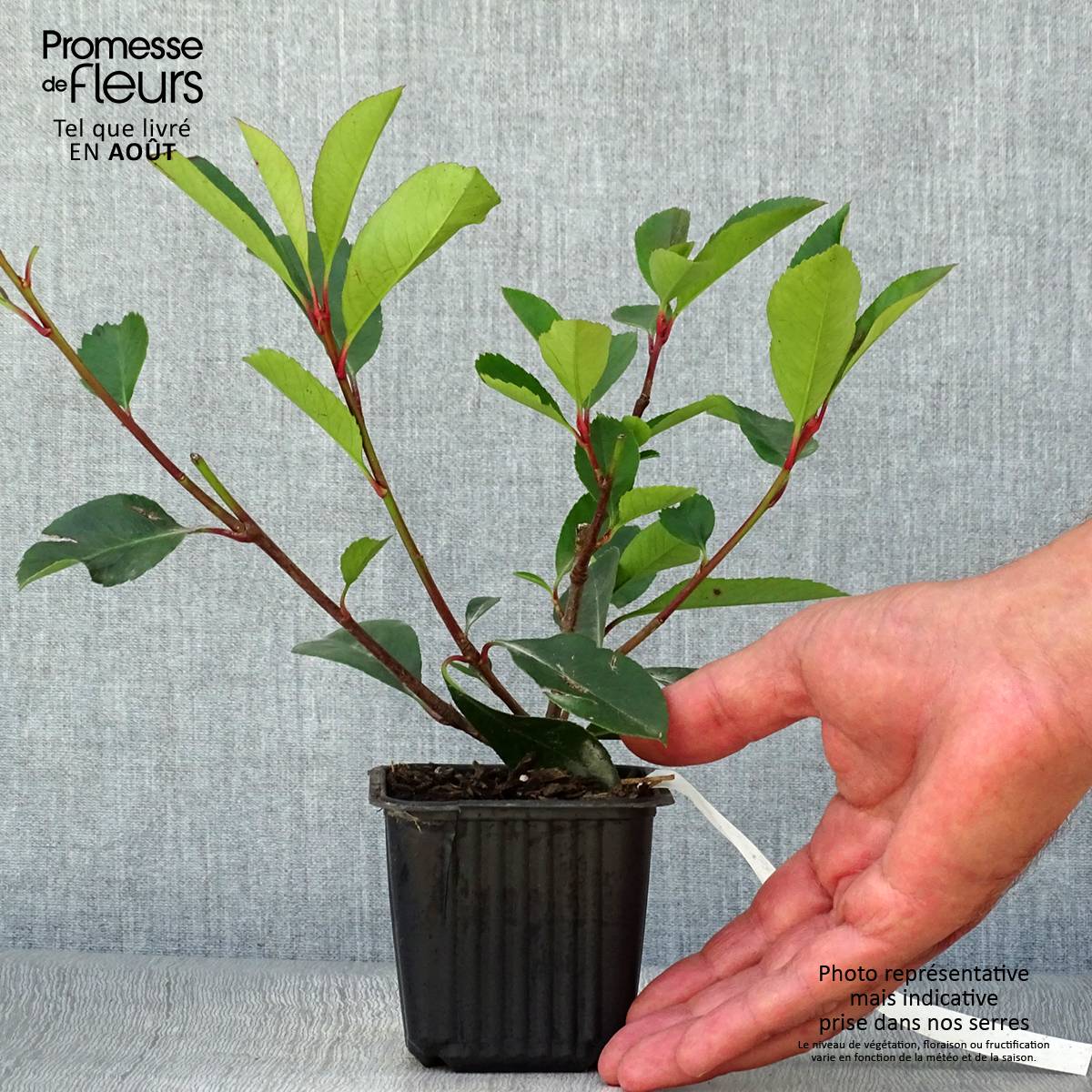 Photinia fraseri Red Robin Godet de 8/9 cm - Image 2