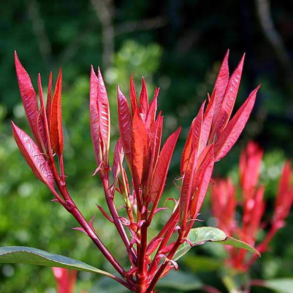 Photinia fraseri Red Robin Godet de 8/9 cm - Image 1