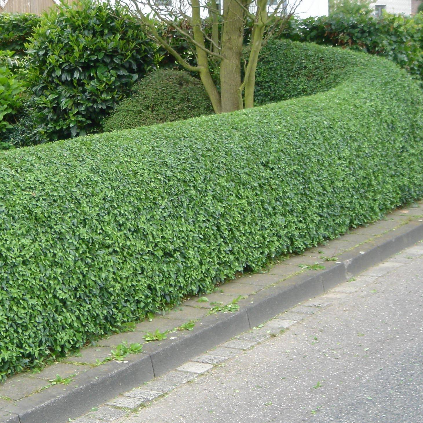 Troène commun - Ligustrum vulgare Atrovirens Petites Racines nues