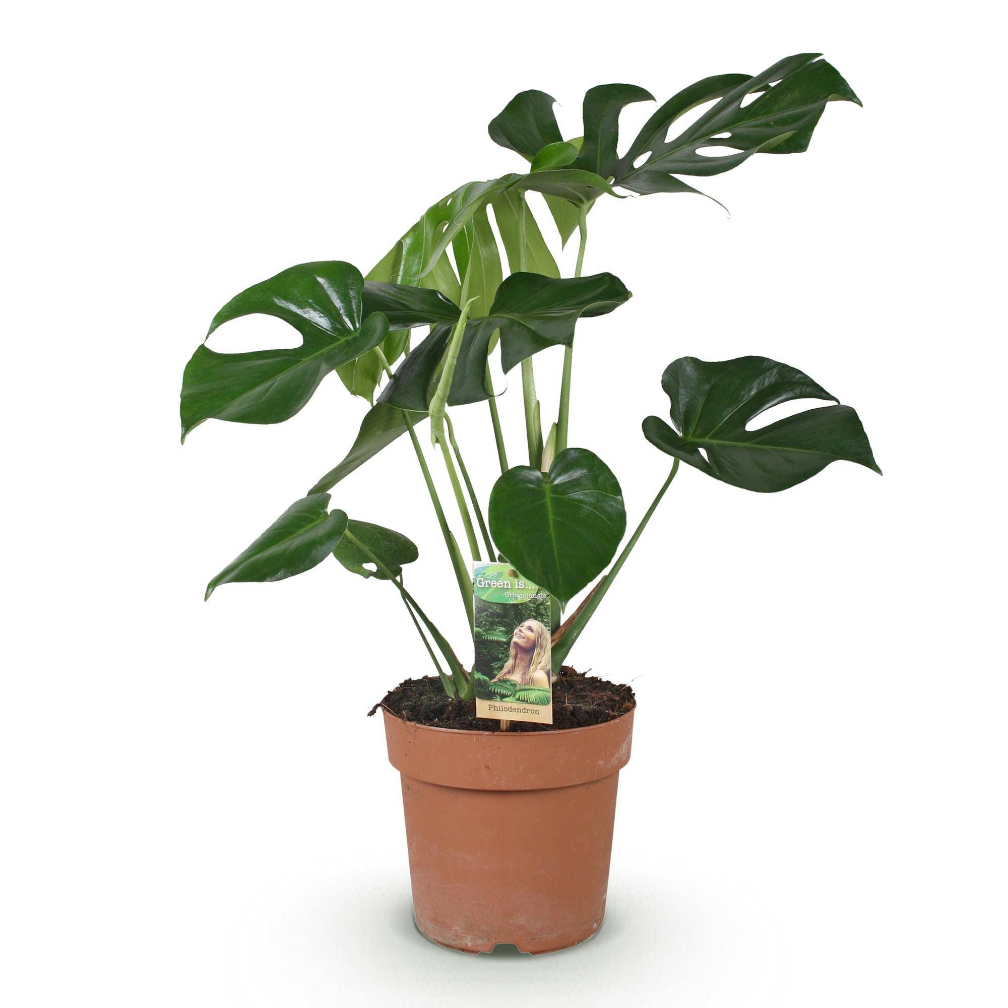 Monstera Deliciosa - Pot de 17cm - Sans cache-pot - Plantes d'intérieur - Image 2