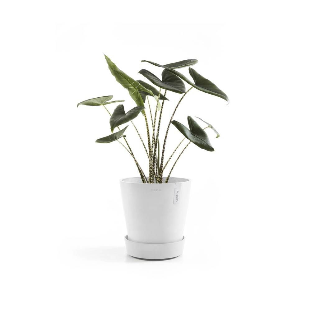 Ecopots - Soucoupe à roulette 60 Pure White ECOPOTS - Image 3
