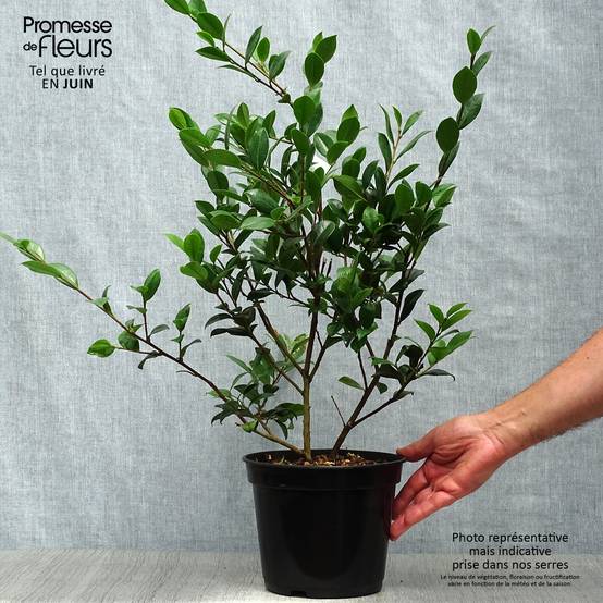 Camélia d'automne - Camellia sasanqua Yuletide Pot de 4L/5L - Image 2