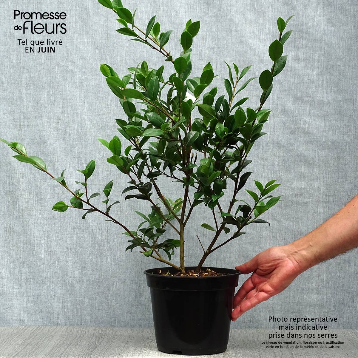 Camélia d'automne - Camellia sasanqua Yuletide Pot de 4L/5L - Image 2