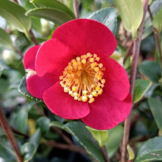 Camélia d'automne - Camellia sasanqua Yuletide Pot de 4L/5L - Image 1