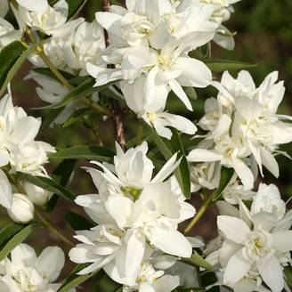 Seringat - Philadelphus Komsomolec Pot de 3L/4L