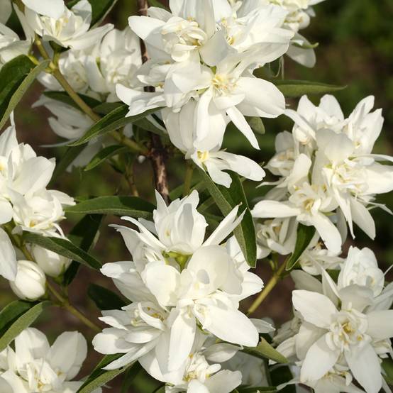 Seringat - Philadelphus Komsomolec Pot de 3L/4L