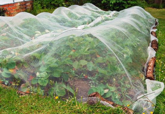 Filet anti-insectes 50gr/m² - Sans traitement UV 2.2m x 20m Cristal - Image 1